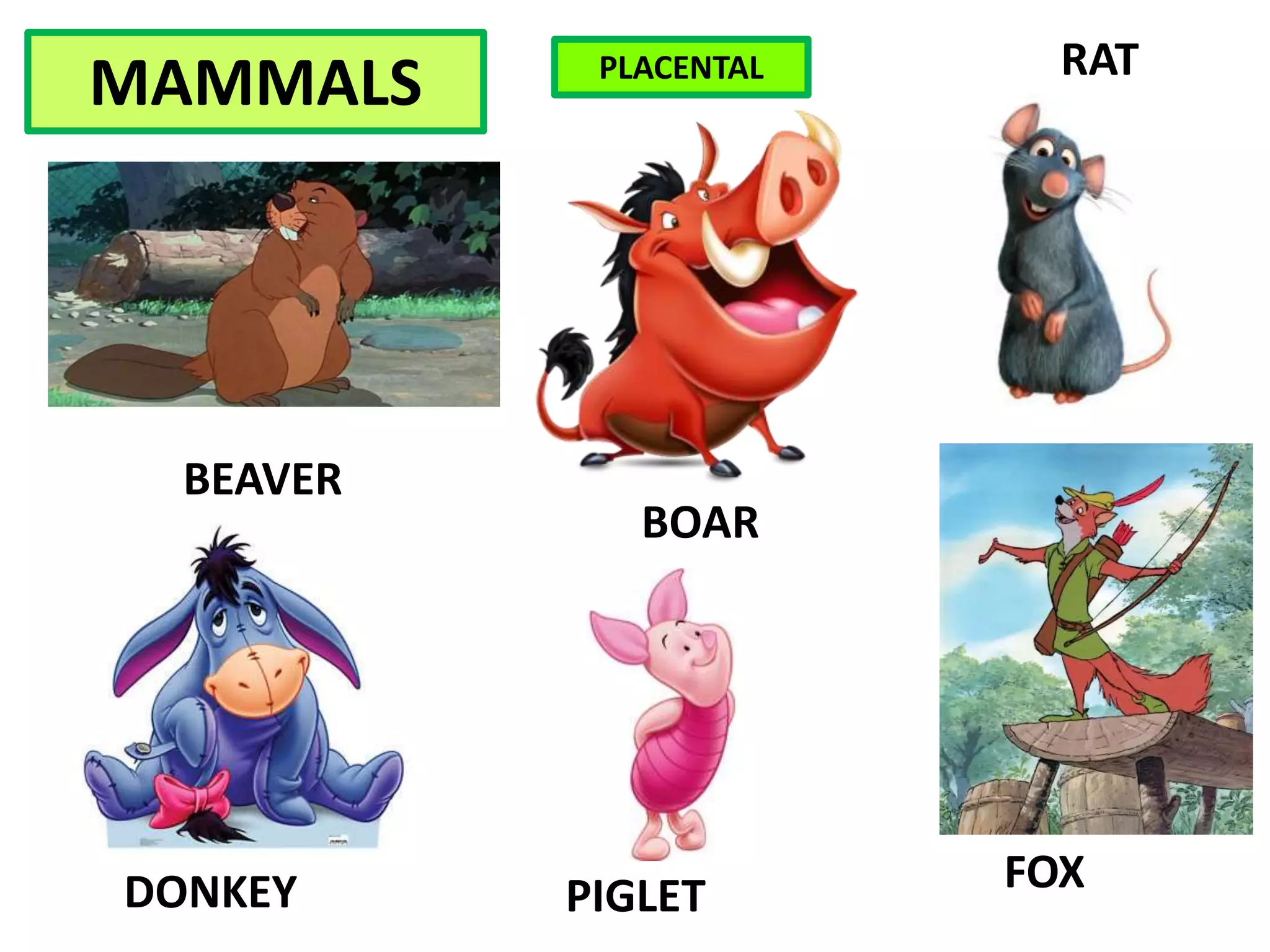 RAT
FOXPIGLET
BOAR
DONKEY
MAMMALS
BEAVER
PLACENTAL