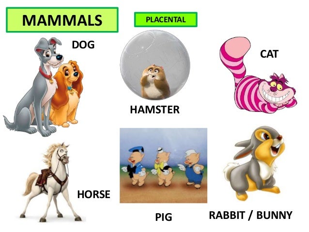 Animals vocabulary disney