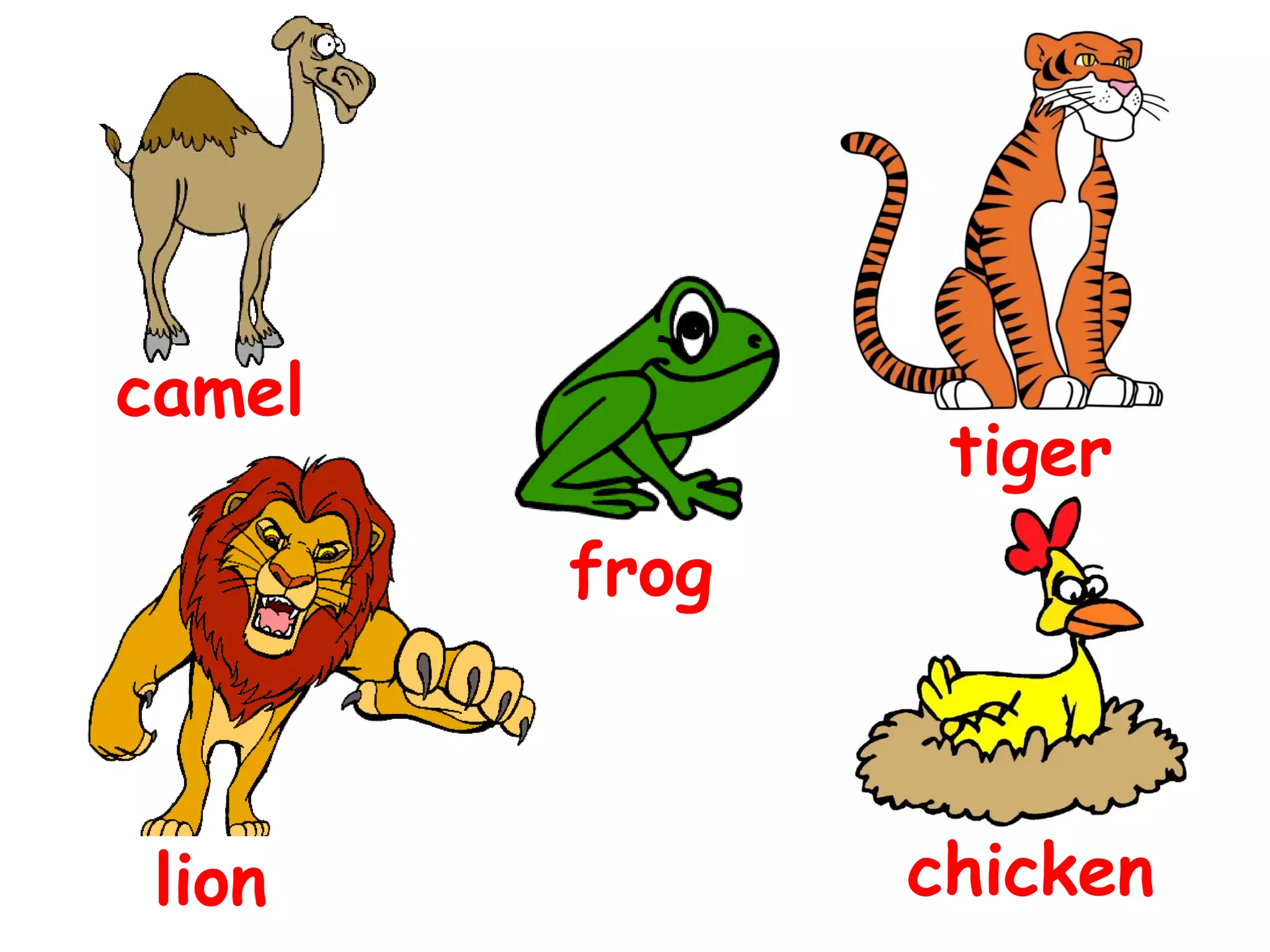 camel
tiger
frog
lion
chicken