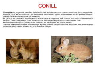 CONILL
Els conills són un grup de mamífers de la família dels lepòrdis que no es correspon amb cap tàxon en particular. 
El terme "conill" és un nom comú i els animals que s'anomenen "conills" es reparteixen en deu gèneres diferents 
(tots els de la família Leporidae tret de Lepus).
En general, els conills són animals petits que no superen el mig metre, amb una cua molt curta i unes orellesmolt 
llargues. Tenen unes potents potes posteriors que utilitzen per desplaçar-se corrent i saltant. Són 
exclusivament herbívors i utilitzen el seu fi olfacte i els  seusbigotis per buscar aliment.
Tot i que n'existeixen molts en estat salvatge, algunes varietats de conill han estat adoptades pels humans com a 
animal de granja, com a aliment, o com a animal de compan
 