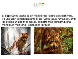 LLOP

El llop (Canis lupus) és un mamífer de l'ordre dels carnívors. 
Té una gran semblança amb el ca (Canis lupus familiaris), amb 
les orelles un poc més dretes, el morro més punxarrut, una 
mandíbula molt forta i urpes més llargues
 