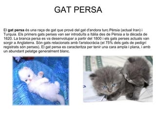 GAT PERSA

El gat persa és una raça de gat que prové del gat d'andora turc.Pèrsia (actual Iran) i 
Turquia. Els primers gats perses van ser introduïts a Itàlia des de Pèrsia a la dècada de 
1620. La branca persa es va desenvolupar a partir del 1800 i els gats perses actuals van 
sorgir a Anglaterra. Són gats relacionats amb l'aristocràcia (el 75% dels gats de pedigrí 
registrats són perses). El gat persa es caracteritza per tenir una cara ampla i plana, i amb 
un abundant pelatge generalment blanc.
 