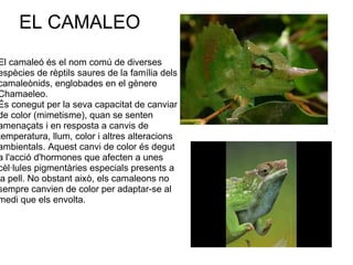   EL CAMALEO
El camaleó és el nom comú de diverses 
espècies de rèptils saures de la família dels 
camaleònids, englobades en el gènere 
Chamaeleo.
És conegut per la seva capacitat de canviar 
de color (mimetisme), quan se senten 
amenaçats i en resposta a canvis de 
temperatura, llum, color i altres alteracions 
ambientals. Aquest canvi de color és degut 
a l'acció d'hormones que afecten a unes 
cèl·lules pigmentàries especials presents a 
la pell. No obstant això, els camaleons no 
sempre canvien de color per adaptar-se al 
medi que els envolta.
 