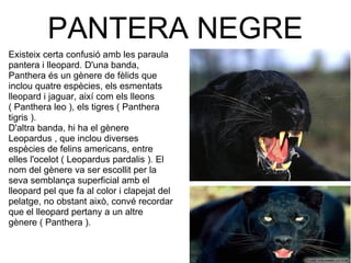 PANTERA NEGRE
Existeix certa confusió amb les paraula 
pantera i lleopard. D'una banda, 
Panthera és un gènere de fèlids que 
inclou quatre espècies, els esmentats 
lleopard i jaguar, així com els lleons 
( Panthera leo ), els tigres ( Panthera 
tigris ).
D'altra banda, hi ha el gènere 
Leopardus , que inclou diverses 
espècies de felins americans, entre 
elles l'ocelot ( Leopardus pardalis ). El 
nom del gènere va ser escollit per la 
seva semblança superficial amb el 
lleopard pel que fa al color i clapejat del 
pelatge, no obstant això, convé recordar 
que el lleopard pertany a un altre 
gènere ( Panthera ).
 