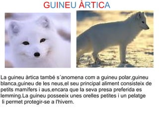 GUINEU ÀRTICA




 
 
 
La guineu àrtica també s´anomena com a guineu polar,guineu 
blanca,guineu de les neus,el seu principal aliment consisteix de 
petits mamífers i aus,encara que la seva presa preferida es 
lemming.La guineu posseeix unes orelles petites i un pelatge 
 li permet protegir-se a l'hivern.
 