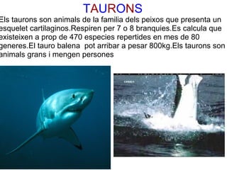 TAURONS
Els taurons son animals de la familia dels peixos que presenta un 
                                  
esquelet cartilaginos.Respiren per 7 o 8 branquies.Es calcula que 
existeixen a prop de 470 especies repertides en mes de 80 
generes.El tauro balena  pot arribar a pesar 800kg.Els taurons son 
animals grans i mengen persones
 