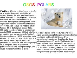 OSOS  POLARS
L'ós blanc (Ursus maritimus) és un mamífer 
de la família dels úrsids que habita les 
regions ártiques del món, per la qual cosa 
també es coneix com a ós polar. L'apel·latiu 
maritimus del seu nom fa referència a 
l'habilitat de desplaçar-se i caçar tant sobre 
el glaç com nedant. És el carnívor terrestre 
vivent més gros en que els mascles adults 
fan uns 2,5 m de llarg i un pes de 400 a 
600 kg (el récord guinessel té un exemplar 
caçat el 1960 que pesava 880 kg). L'ós blanc    Les potes de l'ós blanc són curtes amb unes 
es considera un animal en perill d'extinció.  urpes que estan adaptades per caminar sobre les 
Només queden uns 25.000 exemplars en tot condicions ambientals de la zona àrtica i 
el món. L'impacte del canvi climàtic afecta al completament recobertes de pèl per tal de no 
seu hàbitat de les regions polars i les         relliscar per la neu. El pèl de l'ós blanc és llarg i 
previsions apunten que amb pocs anys el gel     espès tot i què es va esgrogueint a mesura que 
de la banquisa àrtica es pot fondre             van creixent. A més a més, sota el seu pèl dens 
permanentment i l'ós polar pot extingir-se a  s'hi troba una capa de greix de 10 a 15 cm que 
causa de l'escalfament de la zona.              acumula a mesura que menja i l'ajuda a tenir 
                                                energia i forces quan és difícil de trobar menjar.
 