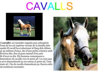 CAVALLS
                                                          




El cavallés un mamifer ongulat,una subespècie 
d'una de les set espècies vivents de la família dels 
equids El cavall ha evolucionat al llarg dels últims 
55-45 milions d'anys, des d'una petita criatura amb 
diversos dits, fins al gran animal d'un unic 
dit d'avui en dia. Els humans començaren a 
domesticar els cavalls vers el 4000 aC i es creu que 
la seva domesticació ja era estesa el 3000 aC; l'any 
2000 aC, l'ús de cavalls domesticats ja s'havia estès 
pel continent eurosiatic.
 