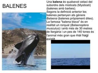 Una balena és qualsevol cetaci del 
BALENES   subordre dels misticets (Mysticeti) 
          (balenes amb barbes).
          Segons la definició anterior les 
          balenes pertanyen als gènere 
 
          Balaena (balenes pròpiament dites). 
                
          La famosa "balena blava" és en 
          realitat un rorqual (Balaenoptera
          musculus) i amb més de 30 metres 
          de llargària i un pes de 140 tones és 
          l'animal més gran que mai hagi 
          existit. 
 