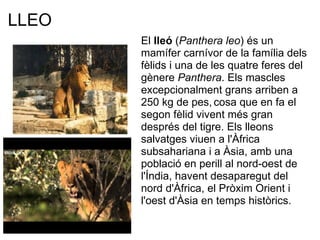 LLEO
       El lleó (Panthera leo) és un 
       mamífer carnívor de la família dels 
       fèlids i una de les quatre feres del 
       gènere Panthera. Els mascles 
       excepcionalment grans arriben a 
       250 kg de pes, cosa que en fa el 
       segon fèlid vivent més gran 
       després del tigre. Els lleons 
       salvatges viuen a l'Àfrica 
       subsahariana i a Àsia, amb una 
       població en perill al nord-oest de 
       l'Índia, havent desaparegut del 
       nord d'Àfrica, el Pròxim Orient i 
       l'oest d'Àsia en temps històrics.
 
