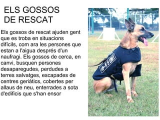 ELS GOSSOS
  DE RESCAT
                                    
Els gossos de rescat ajuden gent 
que es troba en situacions 
difícils, com ara les persones que 
estan a l'aigua després d'un 
naufragi. Els gossos de cerca, en 
canvi, busquen persones 
desaparegudes, perdudes a 
terres salvatges, escapades de 
centres geriàtics, cobertes per 
allaus de neu, enterrades a sota 
d'edificis que s'han ensor 
 