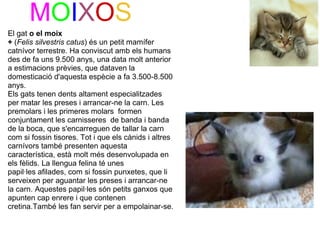 MOIXOS
El gat o el moix
+ (Felis silvestris catus) és un petit mamífer 
catnívor terrestre. Ha conviscut amb els humans 
des de fa uns 9.500 anys, una data molt anterior 
a estimacions prèvies, que dataven la 
domesticació d'aquesta espècie a fa 3.500-8.500          
anys.
Els gats tenen dents altament especialitzades 
per matar les preses i arrancar-ne la carn. Les 
premolars i les primeres molars  formen 
conjuntament les carnisseres  de banda i banda 
de la boca, que s'encarreguen de tallar la carn 
com si fossin tisores. Tot i que els cànids i altres 
carnívors també presenten aquesta 
característica, està molt més desenvolupada en 
els fèlids. La llengua felina té unes 
papil·les afilades, com si fossin punxetes, que li 
serveixen per aguantar les preses i arrancar-ne 
la carn. Aquestes papil·les són petits ganxos que 
apunten cap enrere i que contenen 
cretina.També les fan servir per a empolainar-se.
 