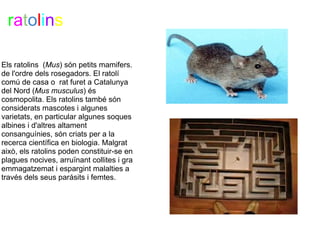 ratolins

Els ratolins  (Mus) són petits mamifers. 
de l'ordre dels rosegadors. El ratolí 
comú de casa o  rat furet a Catalunya 
del Nord (Mus musculus) és 
cosmopolita. Els ratolins també són 
considerats mascotes i algunes 
varietats, en particular algunes soques 
albines i d'altres altament 
consanguínies, són criats per a la 
recerca científica en biologia. Malgrat 
això, els ratolins poden constituir-se en 
plagues nocives, arruïnant collites i gra 
emmagatzemat i espargint malalties a 
través dels seus parásits i femtes. 


 

 
 