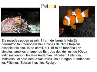 Peixos




Els mascles poden assolir 11 cm de llargària totalÉs 
hermafrodita i monogam.Viu a zones de clima tropical i 
associat als esculls de corall, a 1-15 m de fondària i en 
simbiosi amb les anemones Es troba des de l'est de l'Ocea 
indic (incloent-hi les illes Andaman i Nicobar, Tailandia, 
Malaiasa i el nord-oest d'Australia) fins a Singapur, Indonesia, 
les Filipines, Taiwan i les Illes Ryukyu
 