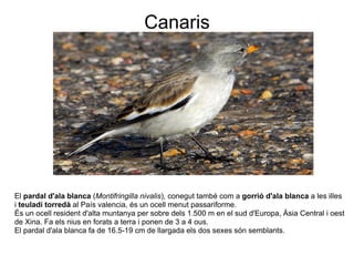 Canaris


 




El pardal d'ala blanca (Montifringilla nivalis), conegut també com a gorrió d'ala blanca a les illes 
i teuladí torredà al País valencia, és un ocell menut passariforme.
És un ocell resident d'alta muntanya per sobre dels 1.500 m en el sud d'Europa, Àsia Central i oest 
de Xina. Fa els nius en forats a terra i ponen de 3 a 4 ous.
El pardal d'ala blanca fa de 16.5-19 cm de llargada els dos sexes són semblants.
 