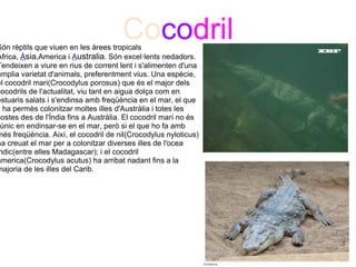 Cocodril
Són rèptils que viuen en les àrees tropicals 
Àfrica, Àsia,America i Australia. Són excel·lents nedadors. 
Tendeixen a viure en rius de corrent lent i s'alimenten d'una 
àmplia varietat d'animals, preferentment vius. Una espècie, 
el cocodril mari(Crocodylus porosus) que és el major dels 
cocodrils de l'actualitat, viu tant en aigua dolça com en 
estuaris salats i s'endinsa amb freqüència en el mar, el que 
i ha permès colonitzar moltes illes d'Austràlia i totes les 
costes des de l'Índia fins a Austràlia. El cocodril marí no és 
 únic en endinsar-se en el mar, però si el que ho fa amb 
més freqüència. Així, el cocodril de nil(Crocodylus nyloticus) 
ha creuat el mar per a colonitzar diverses illes de l'ocea 
ndic(entre elles Madagascar); i el cocodril 
america(Crocodylus acutus) ha arribat nadant fins a la 
majoria de les illes del Carib.                                  
 
 