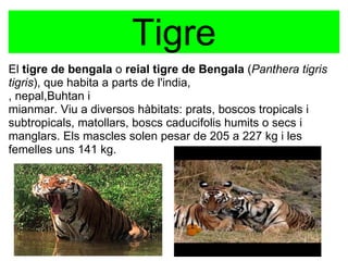 Tigre
El tigre de bengala o reial tigre de Bengala (Panthera tigris
tigris), que habita a parts de l'india, 
, nepal,Buhtan i
mianmar. Viu a diversos hàbitats: prats, boscos tropicals i 
subtropicals, matollars, boscs caducifolis humits o secs i 
manglars. Els mascles solen pesar de 205 a 227 kg i les 
femelles uns 141 kg.
 
 
 
 
 