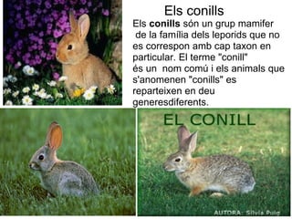 Els conills
Els conills són un grup mamifer
 de la família dels leporids que no 
es correspon amb cap taxon en 
particular. El terme "conill" 
és un  nom comú i els animals que 
s'anomenen "conills" es 
reparteixen en deu 
generesdiferents.
 