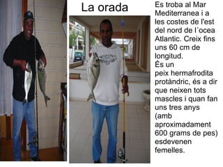 Es troba al Mar 
La orada   Mediterranea i a 
           les costes de l'est 
           del nord de l´ocea 
           Atlantic. Creix fins 
           uns 60 cm de 
           longitud.
           És un 
           peix hermafrodita 
           protàndric, és a dir 
           que neixen tots 
           mascles i quan fan 
           uns tres anys 
           (amb 
           aproximadament 
           600 grams de pes) 
           esdevenen 
           femelles. 
 