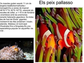  
Els mascles poden assolir 11 cm de          Els peix pallasso
 largària totalÉshermafrodita i 
monogámViu a zones de tropical 
(46°N-17°S, 92°E-147°E), associat als 
esculles de collar, a 1-15 m de fondària 
  ensimbiosi amb les anemones  
heractis heteractis giganteca .Es troba 
des de l'est de lOcea  gigantec. 
(incloent-hi les illes andaman i nicabr, 
tailandia. Malaisa,i el nord-oest 
d'Australia) fins a Singularp.És una 
especieforça popular en aquarifila i és 
criat .
 