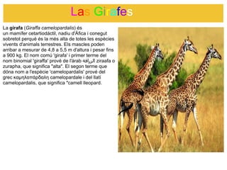                     Las Girafes
La girafa (Giraffa camelopardalis) és 
un mamífer cetartiodáctil, nadiu d'Áfica i conegut 
sobretot perquè és la més alta de totes les espècies 
vivents d'animals terrestres. Els mascles poden 
arribar a mesurar de 4,8 a 5,5 m d'altura i pesar fins 
                                                             
a 900 kg. El nom comú 'girafa' i primer terme del 
nom binomial 'giraffa' prové de l'àrab ‫ الزرافة‬ziraafa o 
zurapha, que significa "alta". El segon terme que 
dóna nom a l'espècie 'camelopardalis' prové del 
grec καμηλοπάρδαλη camelopardale i del llatí 
camelopardalis, que significa "camell lleopard. 
 
