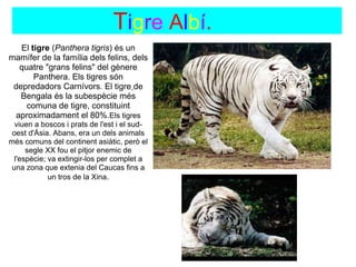                                  Tigre Albí.
   El tigre (Panthera tigris) és un 
mamífer de la família dels felins, dels        
  quatre "grans felins" del gènere 
       Panthera. Els tigres són 
 depredadors Carnívors. El tigre de 
   Bengala és la subespècie més 
    comuna de tigre, constituint 
 aproximadament el 80%.Els tigres 
  viuen a boscos i prats de l'est i el sud-
 oest d'Ásia. Abans, era un dels animals 
més comuns del continent asiàtic, però el 
     segle XX fou el pitjor enemic de 
 l'espècie; va extingir-los per complet a 
una zona que extenia del Caucas fins a 
            un tros de la Xina.
 
