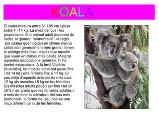                     KOALA
El coala mesura entre 61 i 85 cm i pesa 
entre 4 i 14 kg. La mida del cos i les 
proporcions d'un animal adult depenen de 
l'adat, el gènere, l'alimentació i la regió. 
 Els coales que habiten en climes menys 
càlids són generalment més grans i tenen 
el pelatge més fosc i espès que aquells 
que viuen en climes més càlids. Malgrat 
aquestes adaptacions generals, hi ha 
també excepcions. A la fèrtil Victòria 
(Austràlia), un mascle adult pot pesar fins 
i tot 14 kg i una femella fins a 11 kg. El 
pes mitjà d'aquests animals és més baix: 
12 kg als mascles i 8 kg en les femelles. 
Els mascles adults poden ser fins i tot un 
50% més grans que les femelles adultes i, 
a més de tenir la curvatura del nas més 
pronunciat, la forma del seu cap és una 
mica diferent de la de les femelles.
  
 