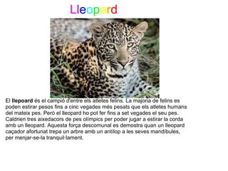                    Lleopard         


                             




El llepoard és el campió d'entre els atletes felins. La majoria de felins es 
poden estirar pesos fins a cinc vegades més pesats que els atletes humans 
del mateix pes. Però el lleopard ho pot fer fins a set vegades el seu pes. 
Caldrien tres aixedacors de pes olímpics per poder jugar a estirar la corda 
amb un lleopard. Aquesta força descomunal es demostra quan un lleopard 
caçador afortunat trepa un arbre amb un antílop a les seves mandíbules, 
per menjar-se-la tranquil·lament. 
 