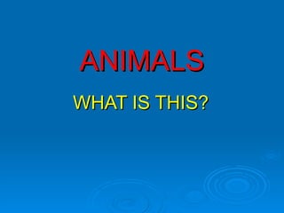 ANIMALS WHAT IS THIS? 