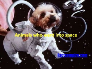 Animals who went into space
Factsempire.com
 