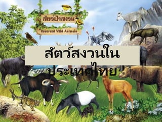 สัตว์สงวนใน
ประเทศไทย
 