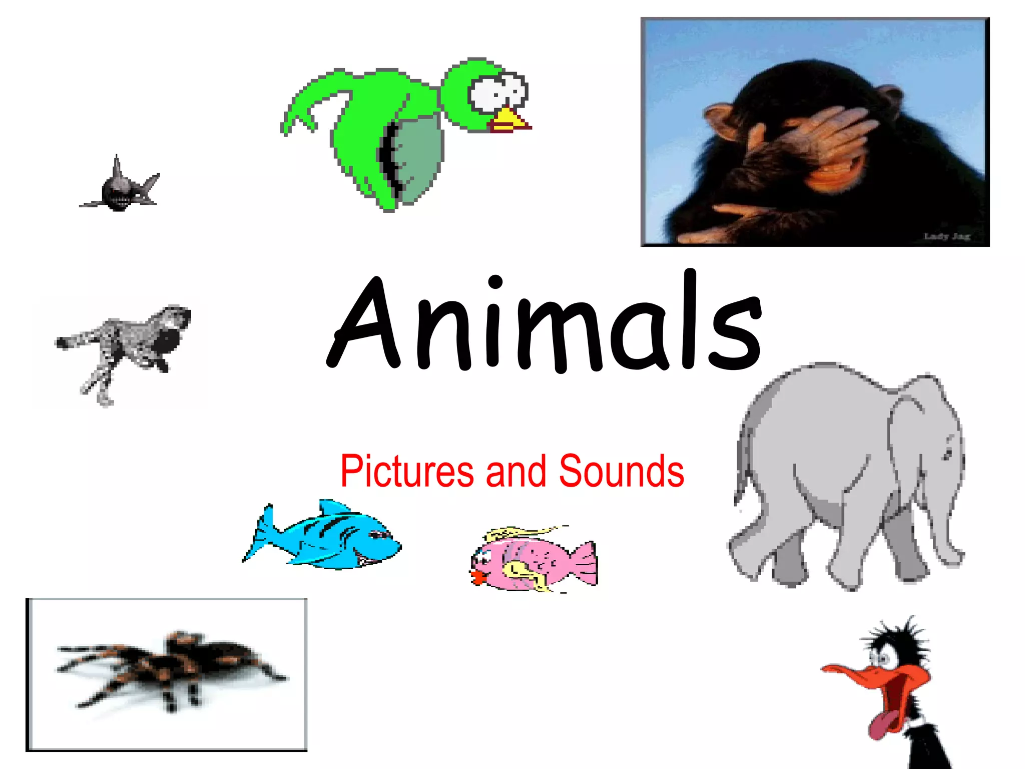 Animals
Pictures and Sounds