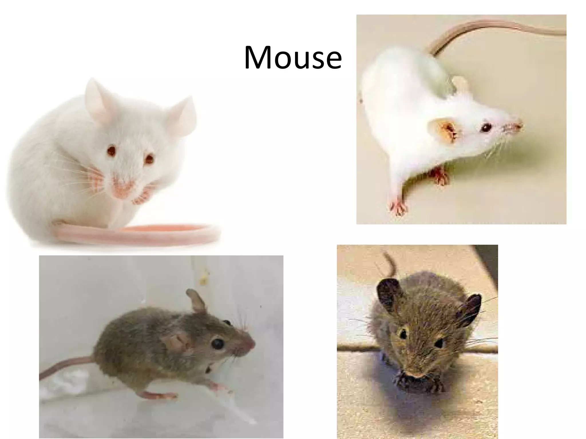 Mouse