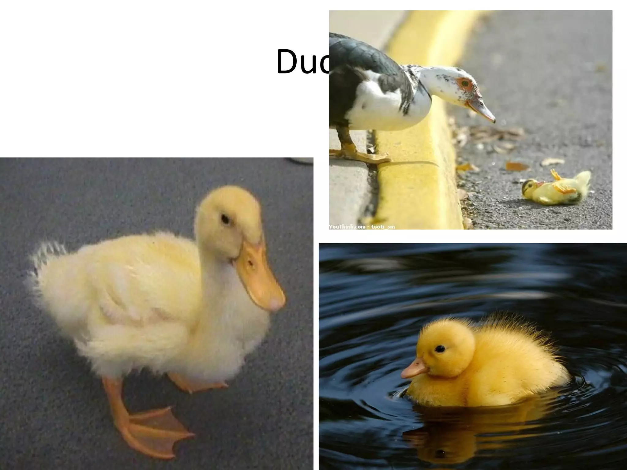 Duck