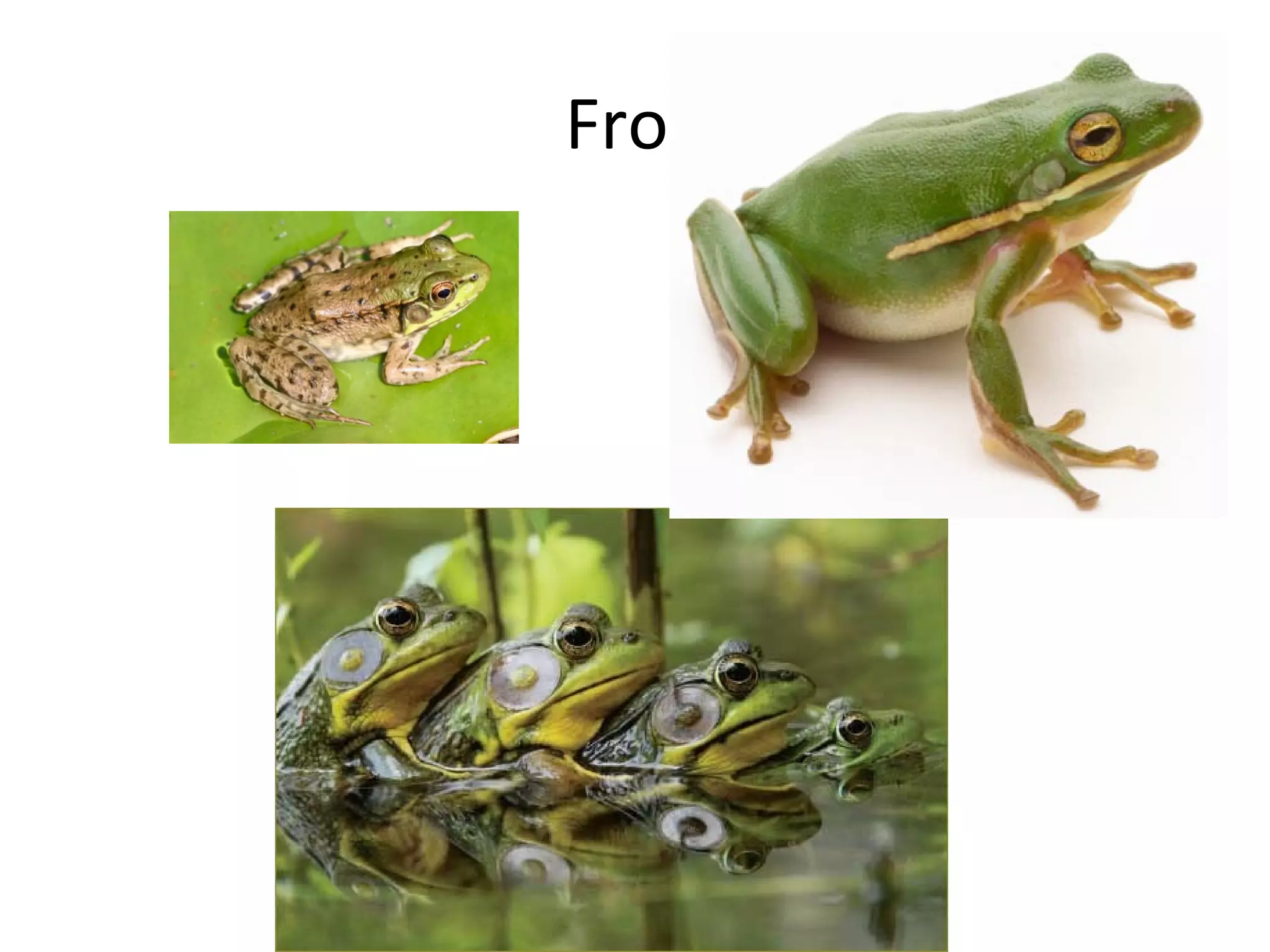 Frog