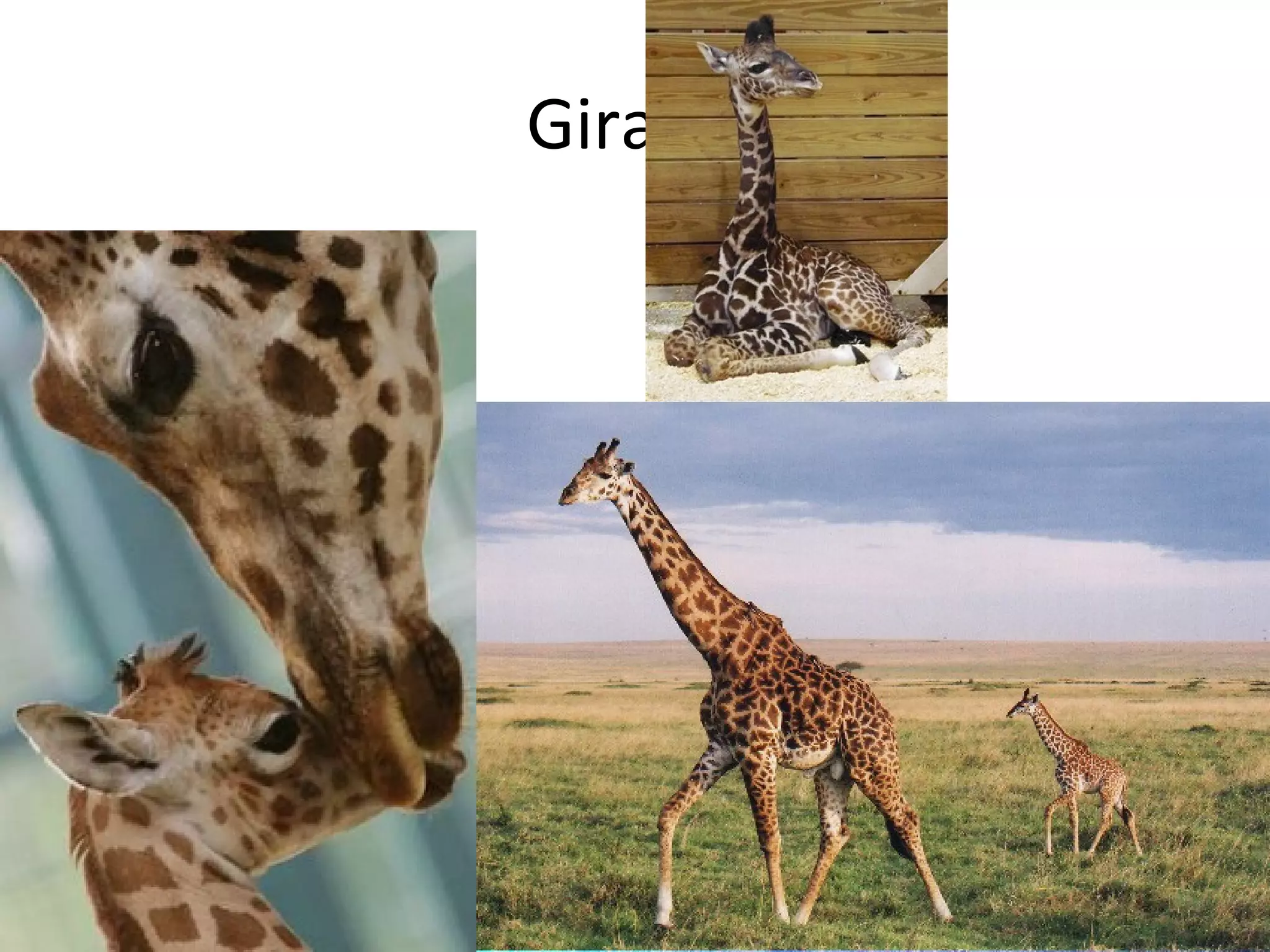 Giraffe