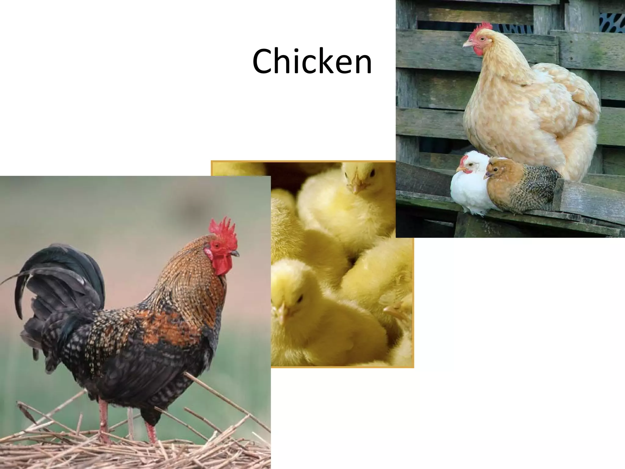 Chicken