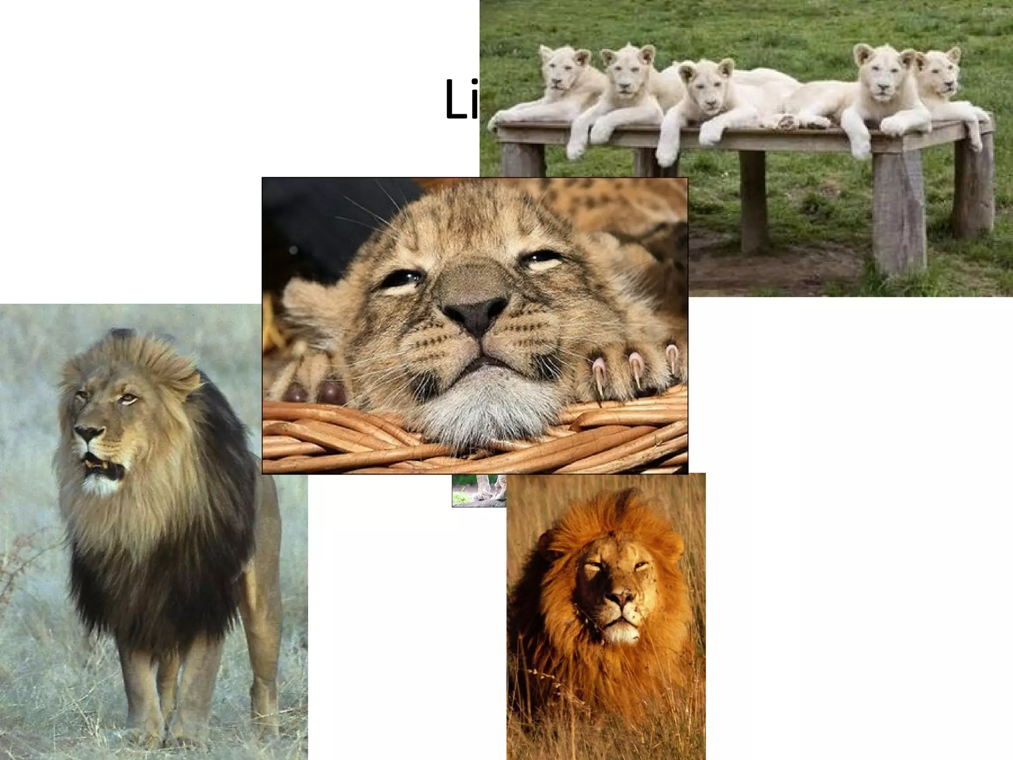 Lions