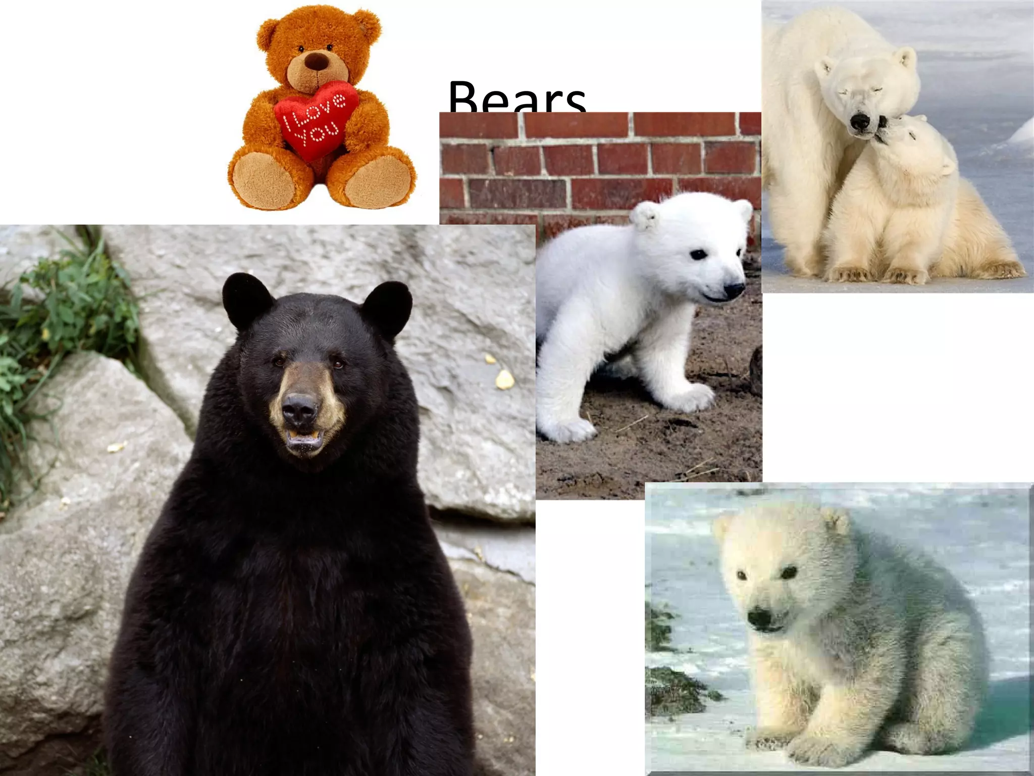 Bears