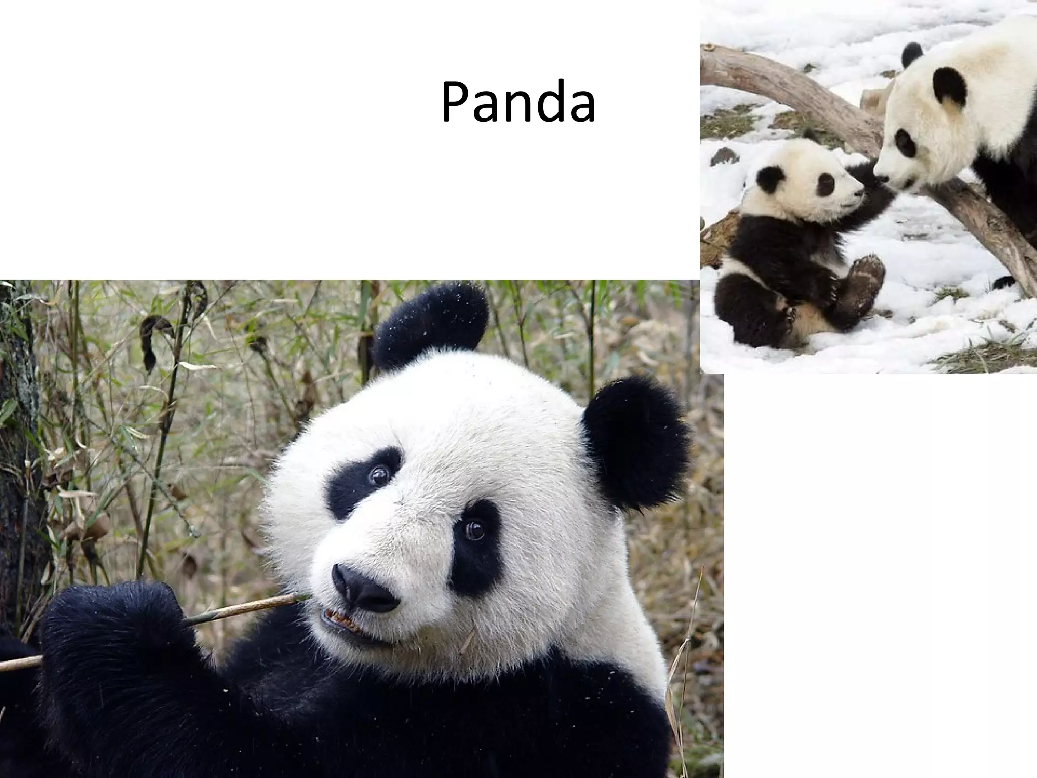 Panda
