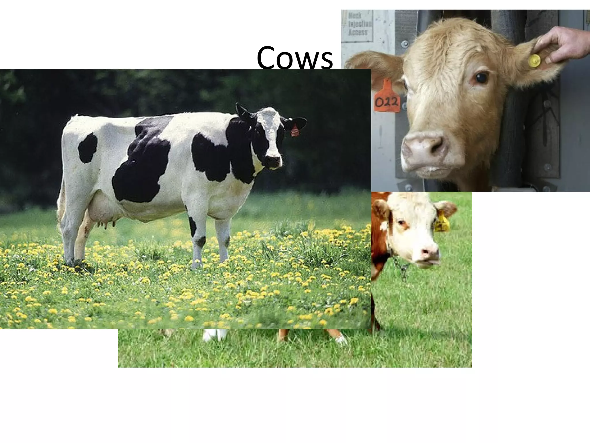 Cows