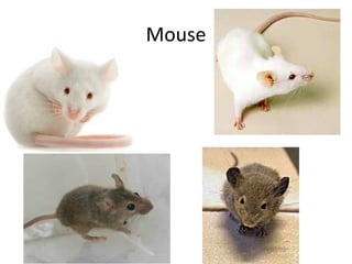 Mouse
 