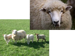 Sheep
 