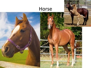 Horse
 