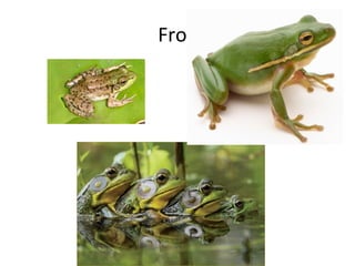 Frog
 