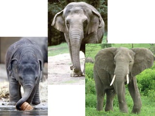Elephant
 