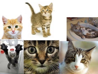 Cats
 