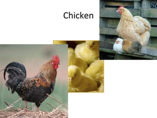 Chicken
 