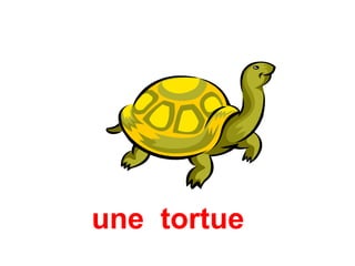 une tortue
 