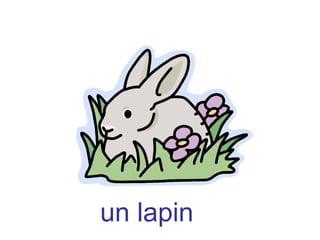 un lapin
 